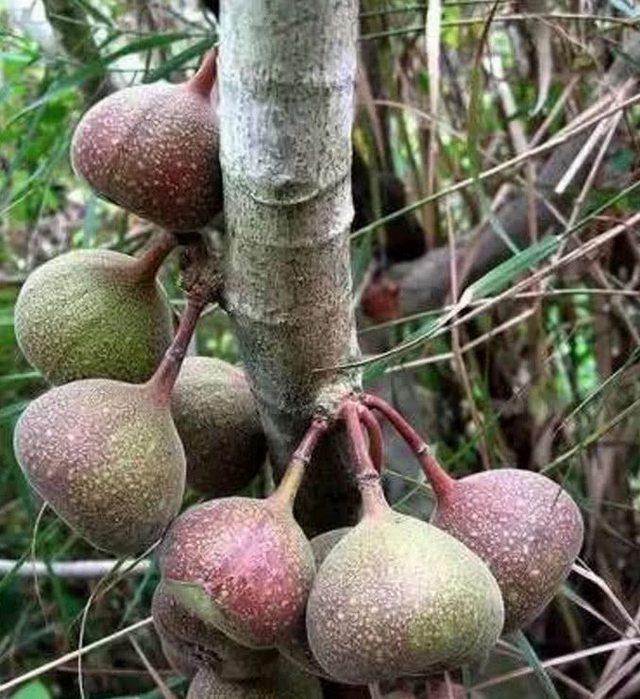 供应广西白花牛奶苗和鸦胆子苗和牛大力苗介绍