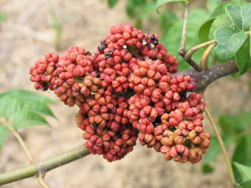 供应广西青钱柳苗与吴茱萸苗与茶辣苗介绍