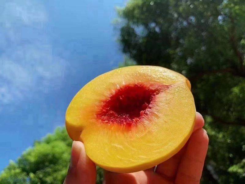 炎陵高山黄桃