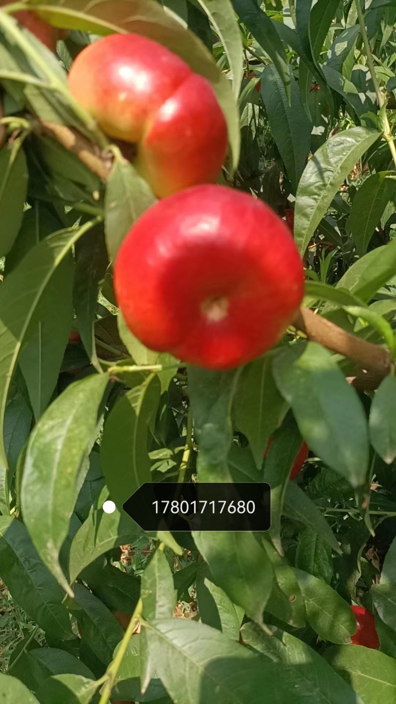 油蟠桃