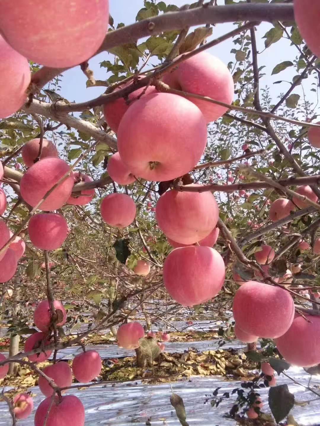 庆阳苹果