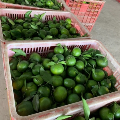 宜昌特早蜜桔