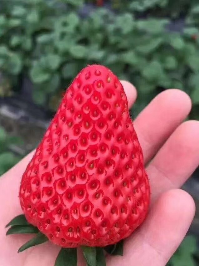 红颜草莓批发