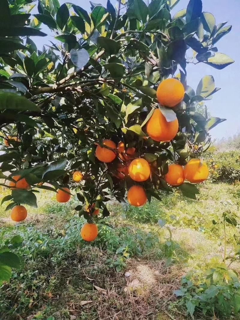 脐橙