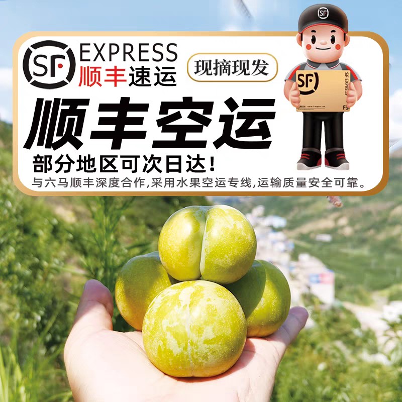 贵州安顺六马蜂糖李