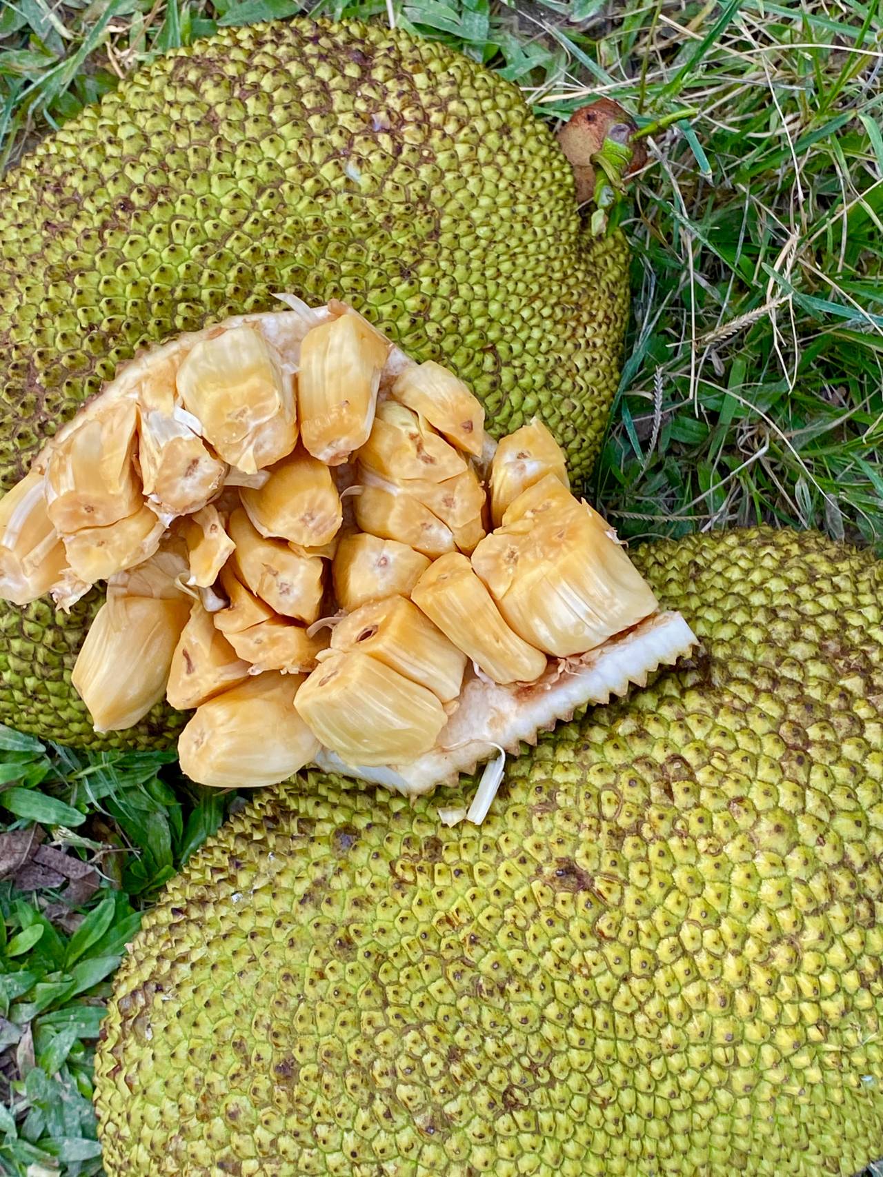 菠萝蜜