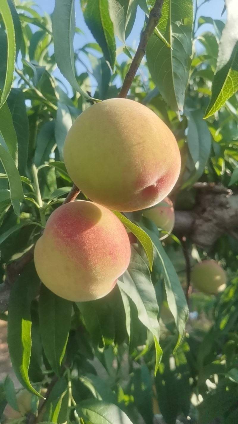 早生，