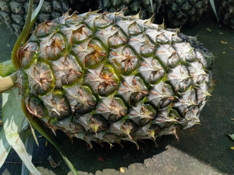 冰糖红心菠萝