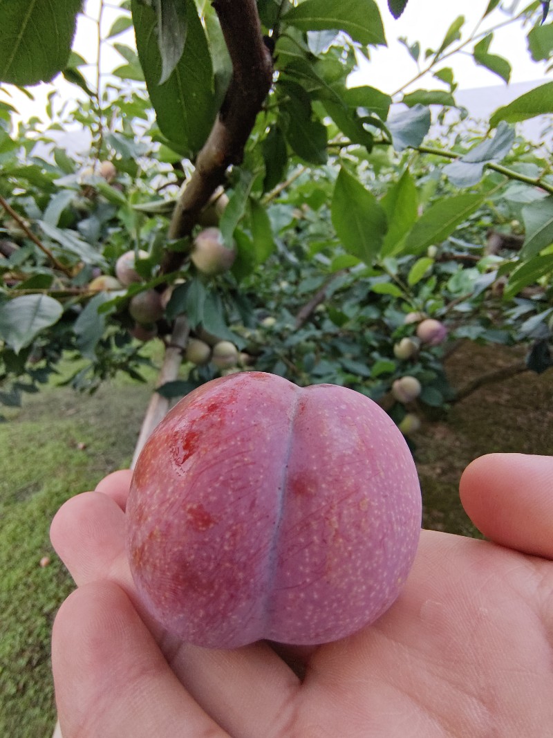 东留芙蓉李