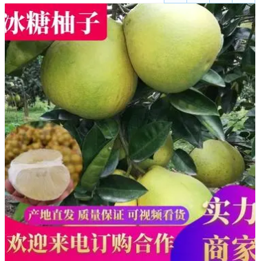 柚子冰糖柚