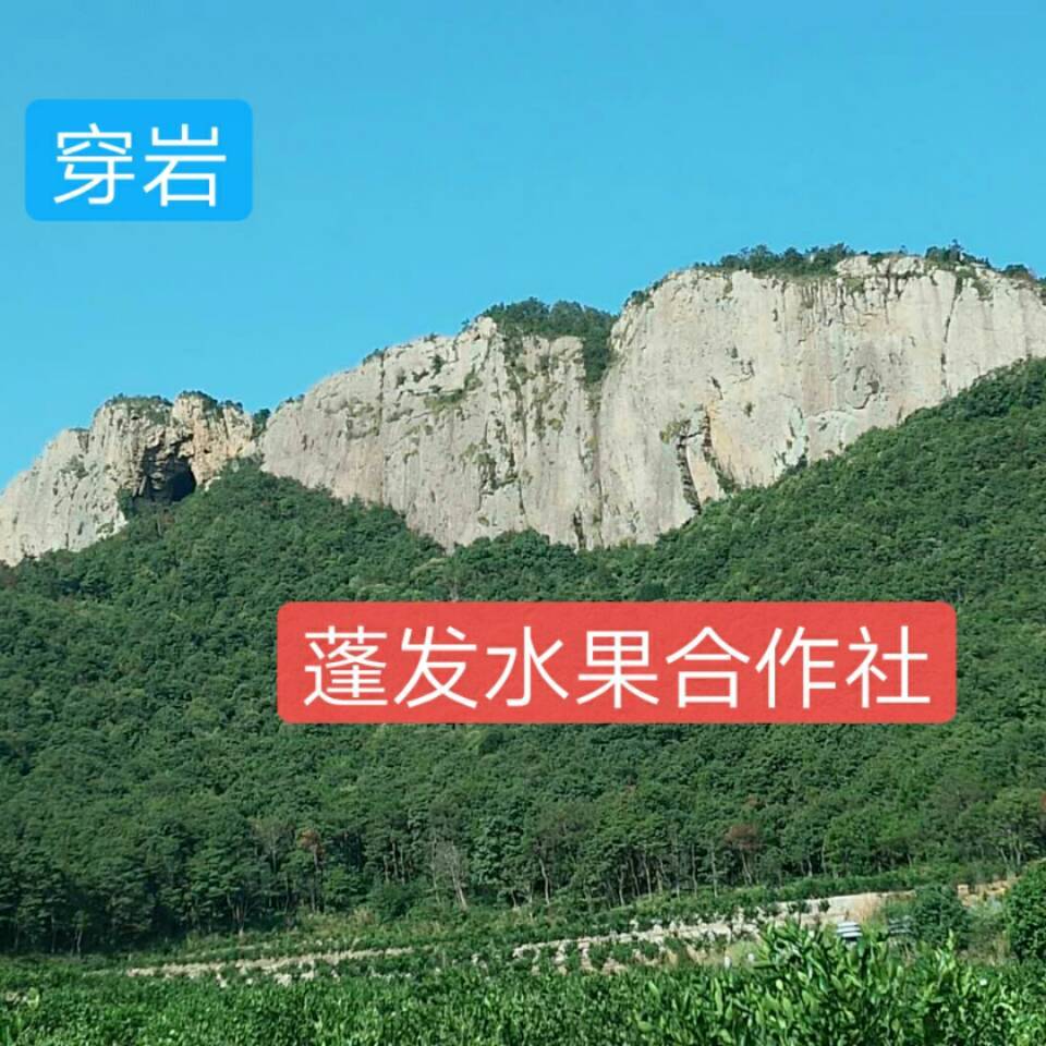 高山桔子