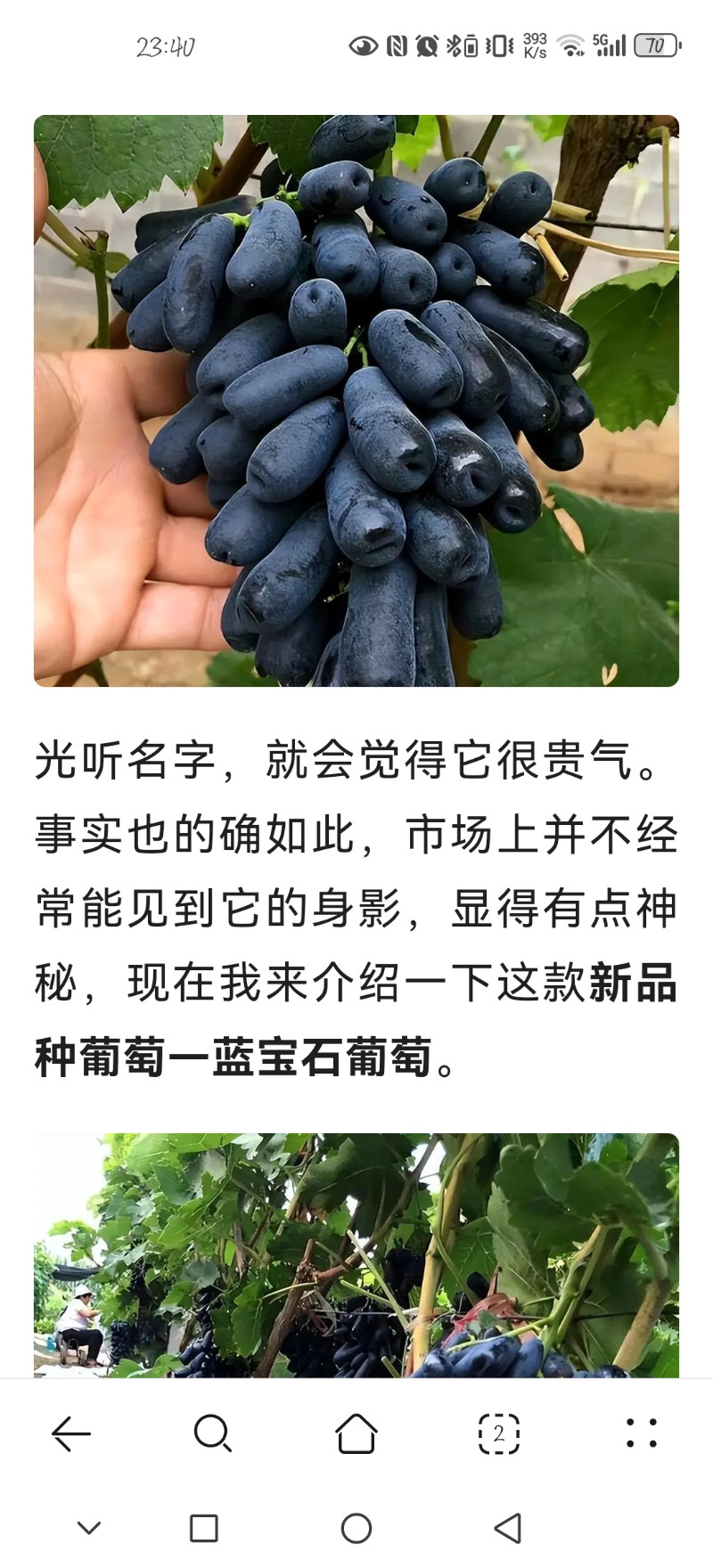 各种葡萄，蓝宝石，红提，马奶子等