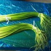 山东优质冷库蒜苔，生姜大量上市