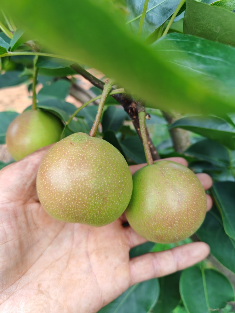 高原梨