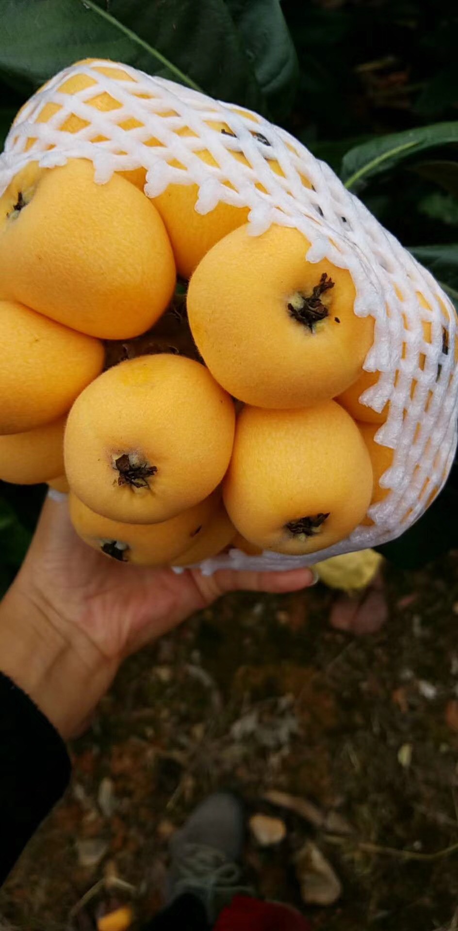 云南蒙自大枇杷
