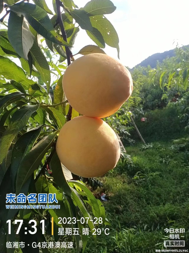 黄桃
