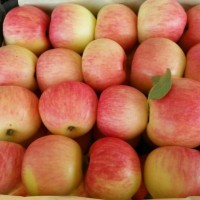 山东优质美八。红露苹果大量上市，货源充足