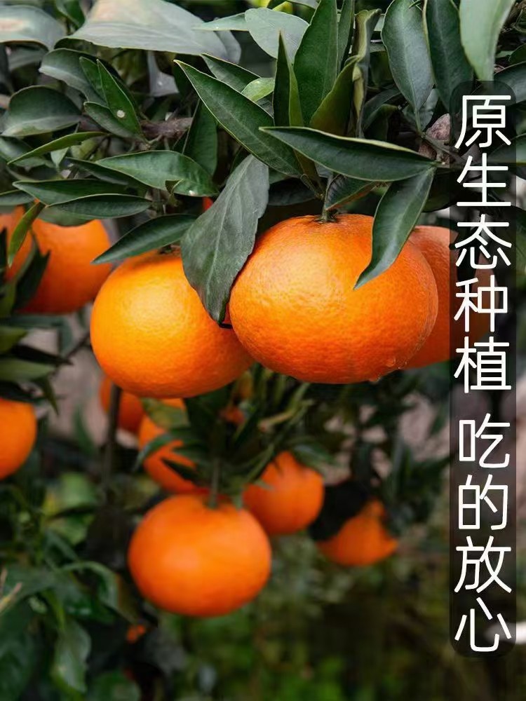 爱媛