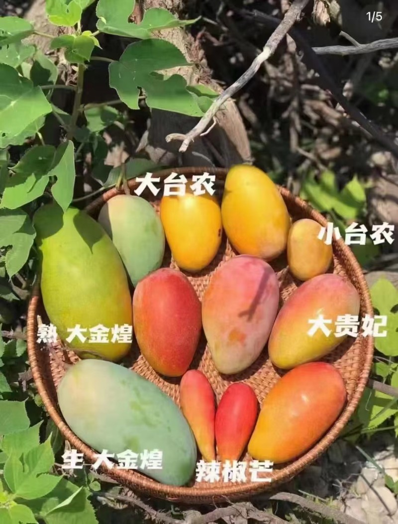 台农大果150三件