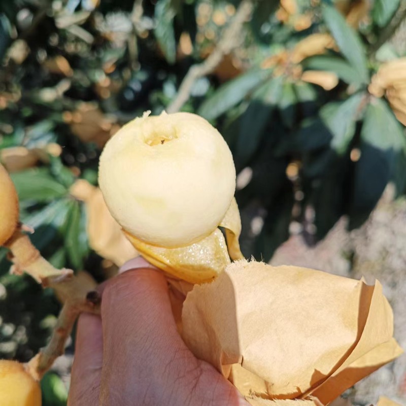 象山白枇杷