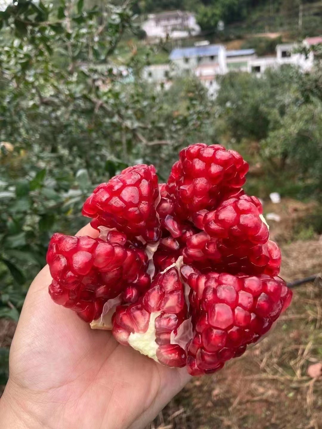 中国石榴之乡会理突尼斯软籽石榴
