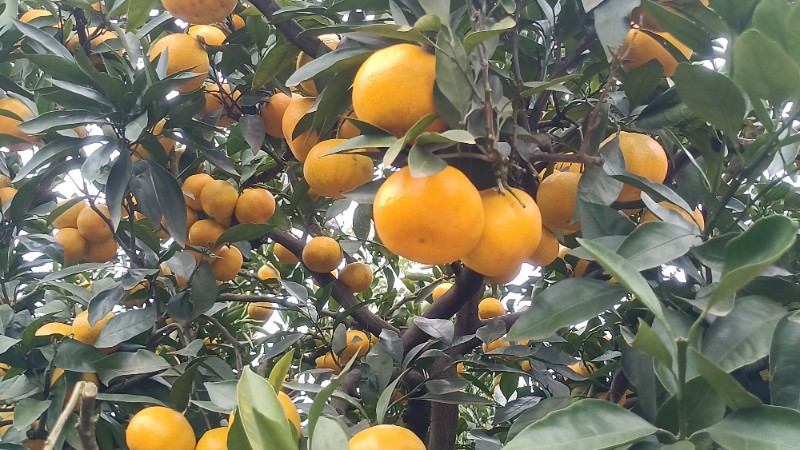 蜜橘