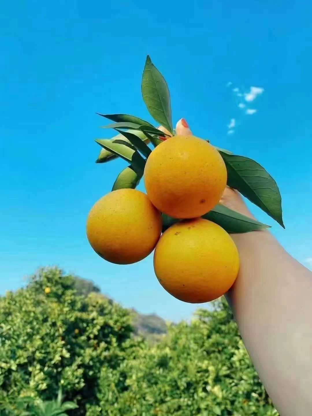 永兴冰糖橙