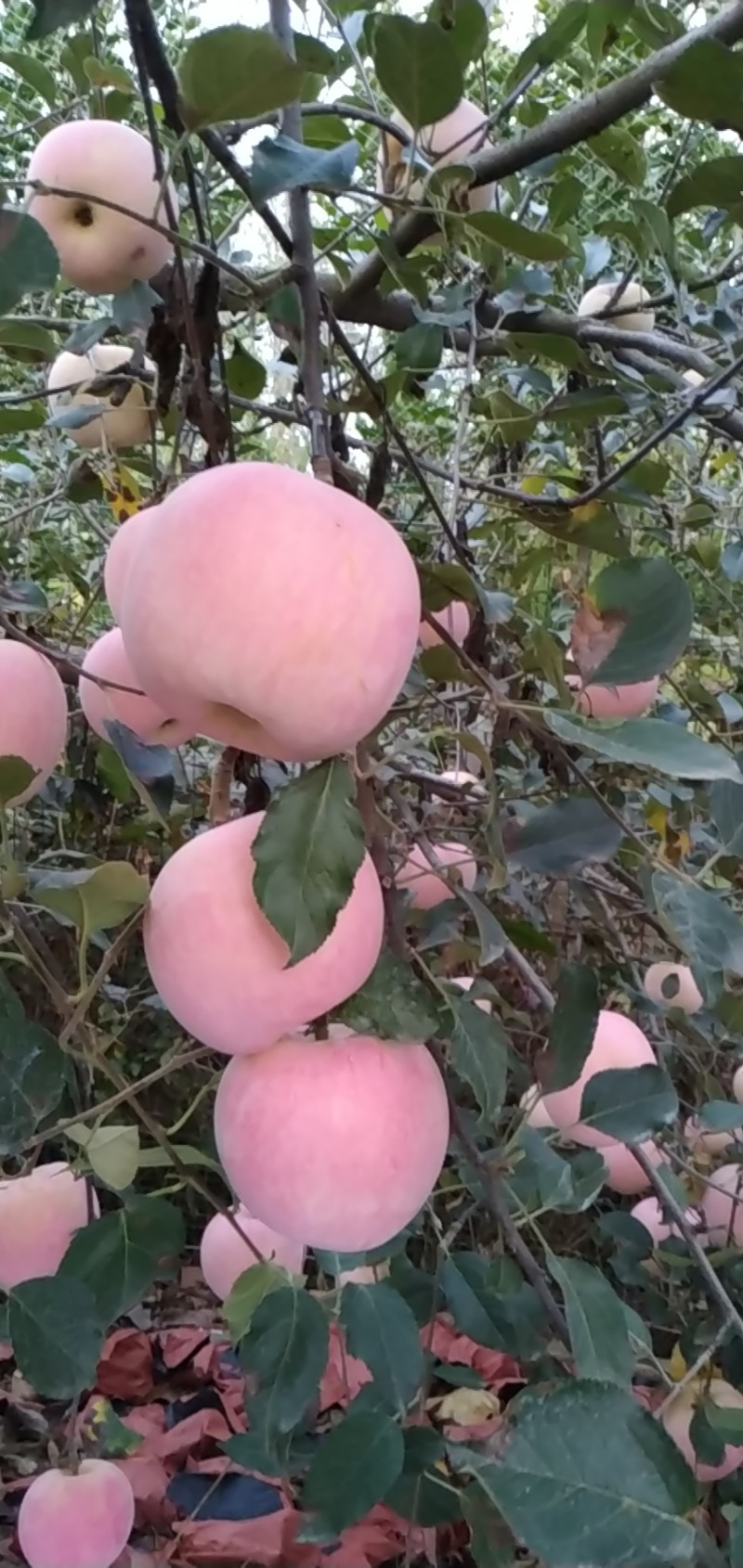 山东日照富士苹果