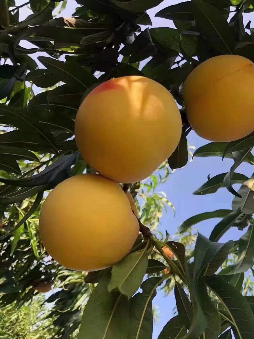 沂源黄金桃