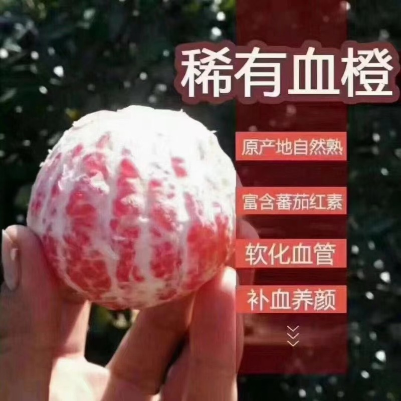 中华红橙