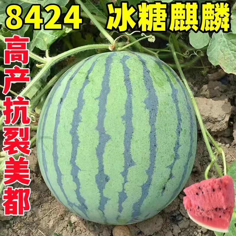 大棚西瓜2025，美都
