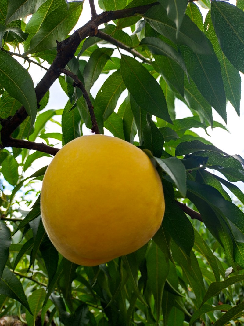 炎陵高山黄桃