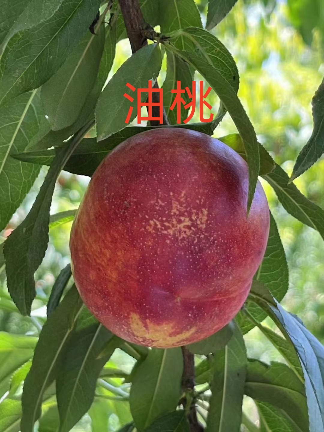 河北省邢台市广宗县油桃蟠桃