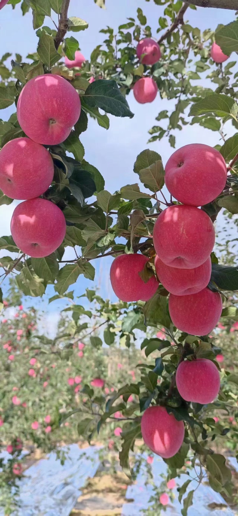 静宁苹果