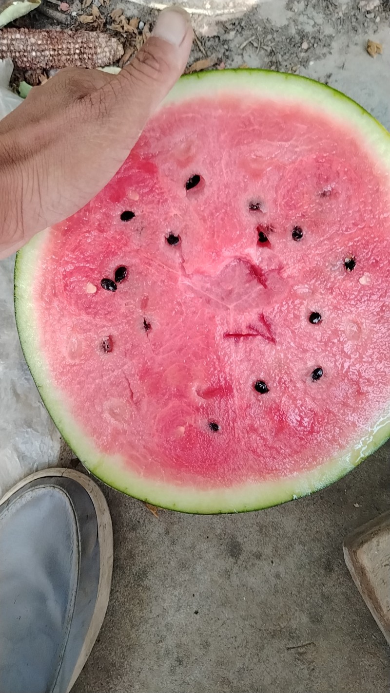 渭南市蒲城县甜王西瓜
