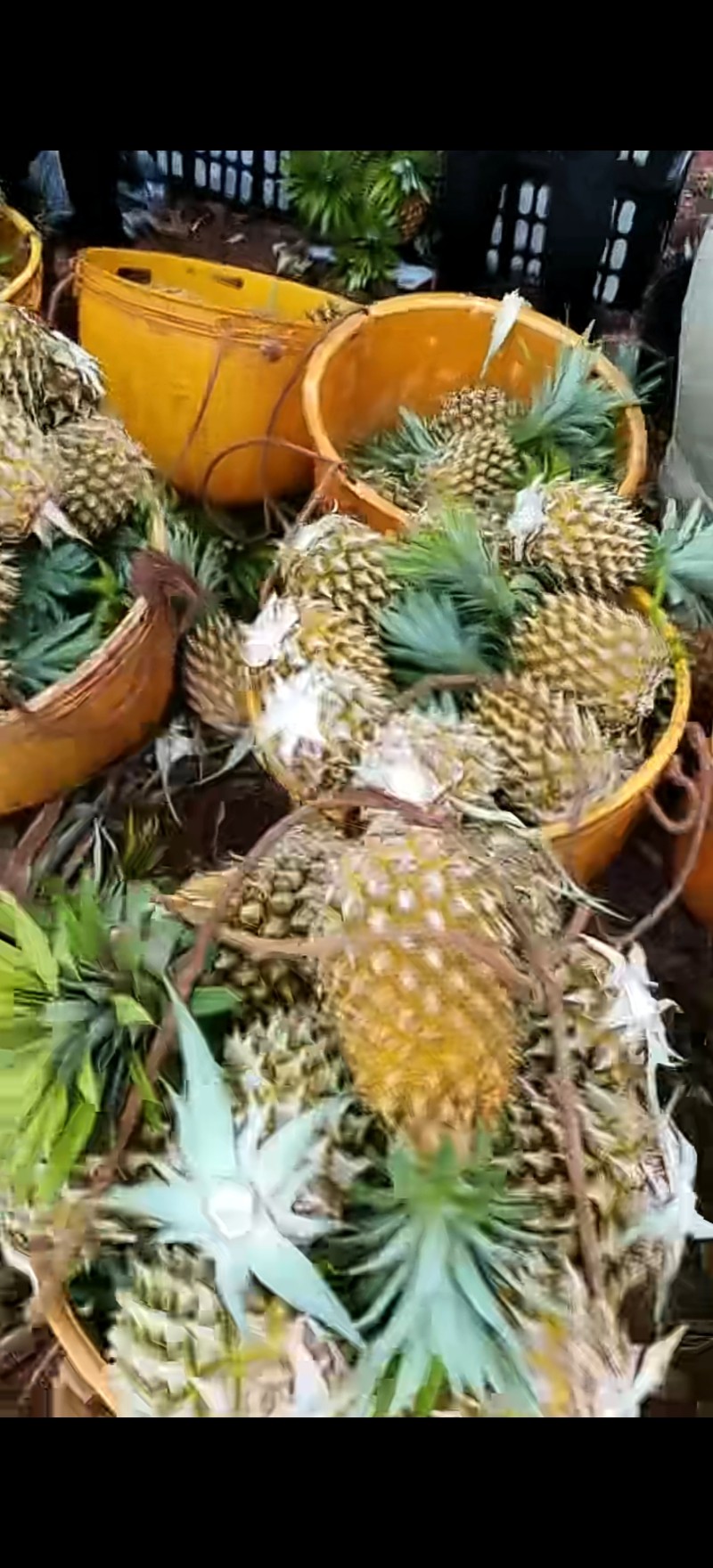 合悦菠萝