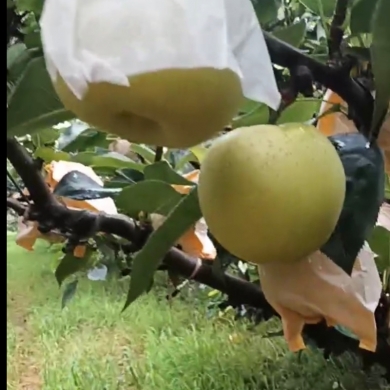 黄金梨