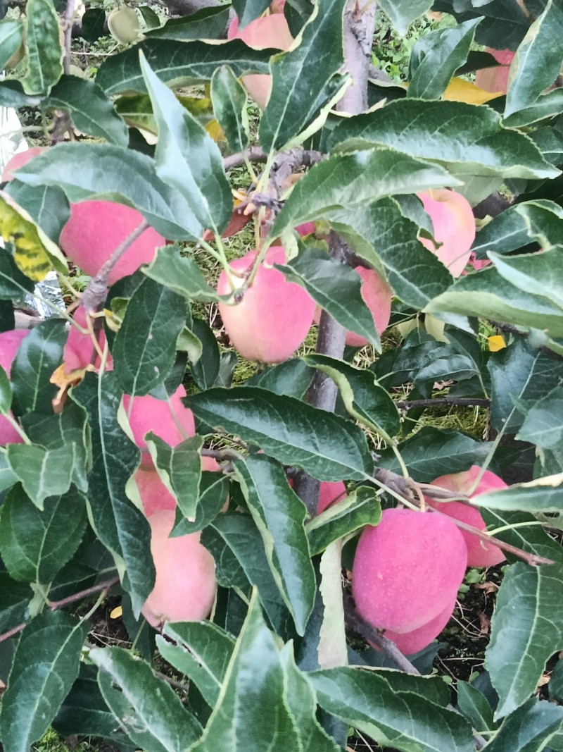 鸡心果