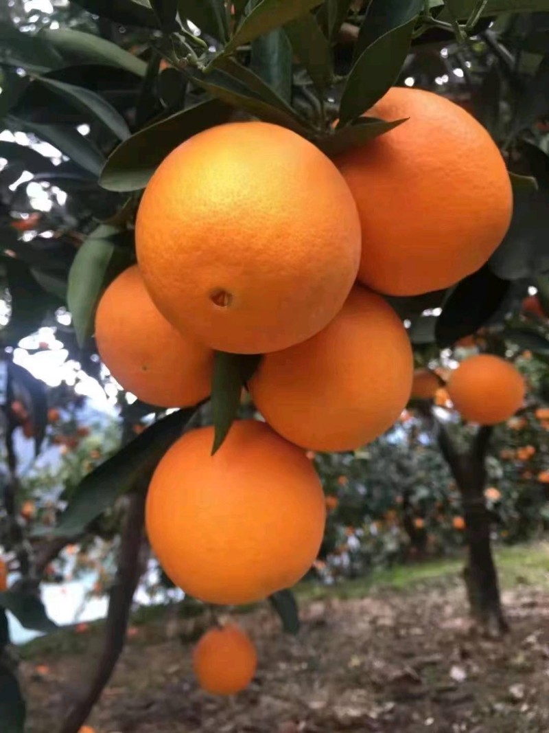 红橙