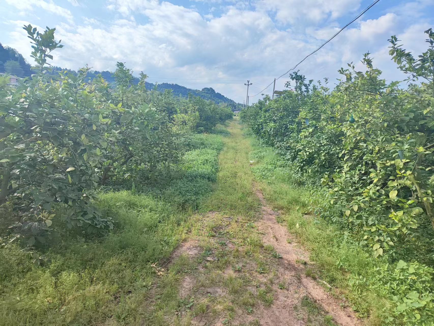 柠檬