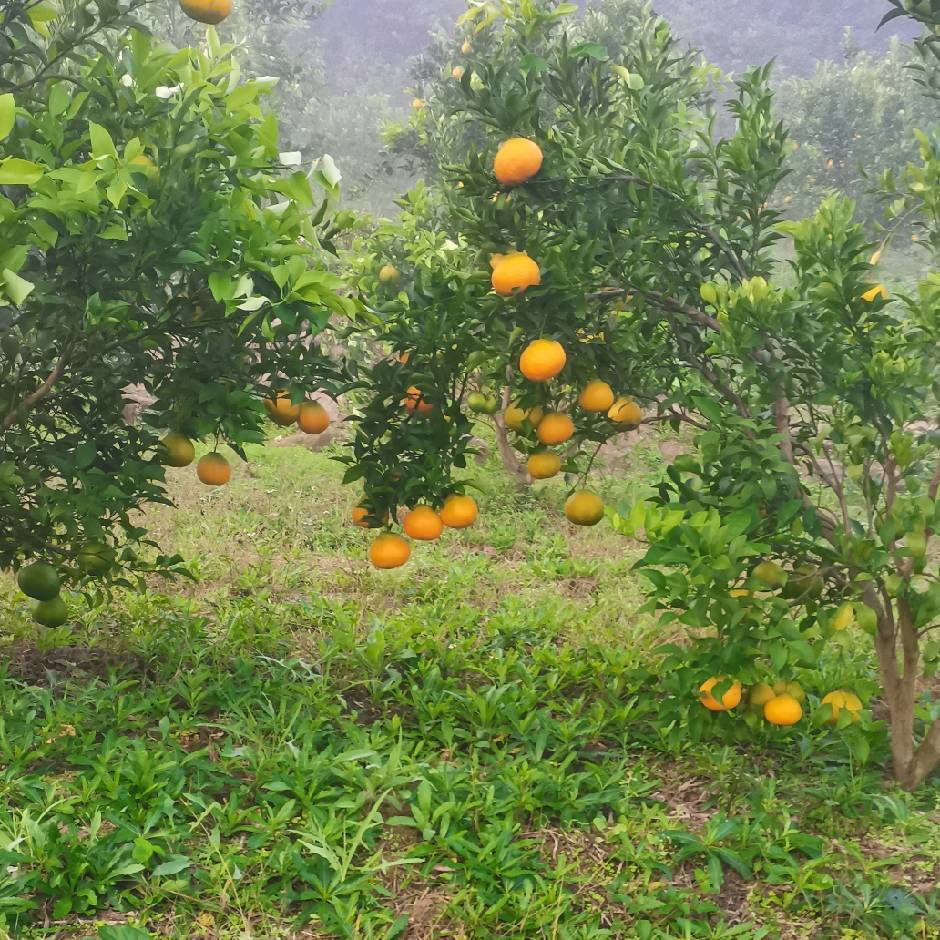 大雅贡橘