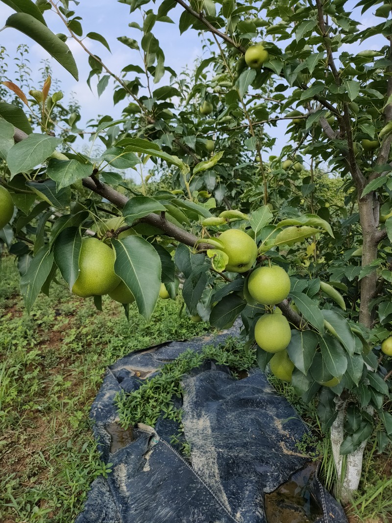 乡香缘家庭农场