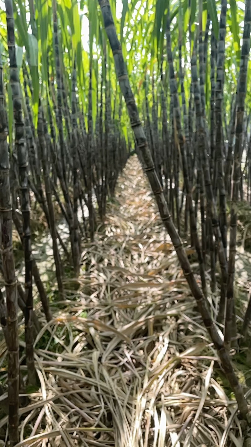 自家种的精品黑皮甘蔗大量上市，欢迎老板采购，有一百多亩