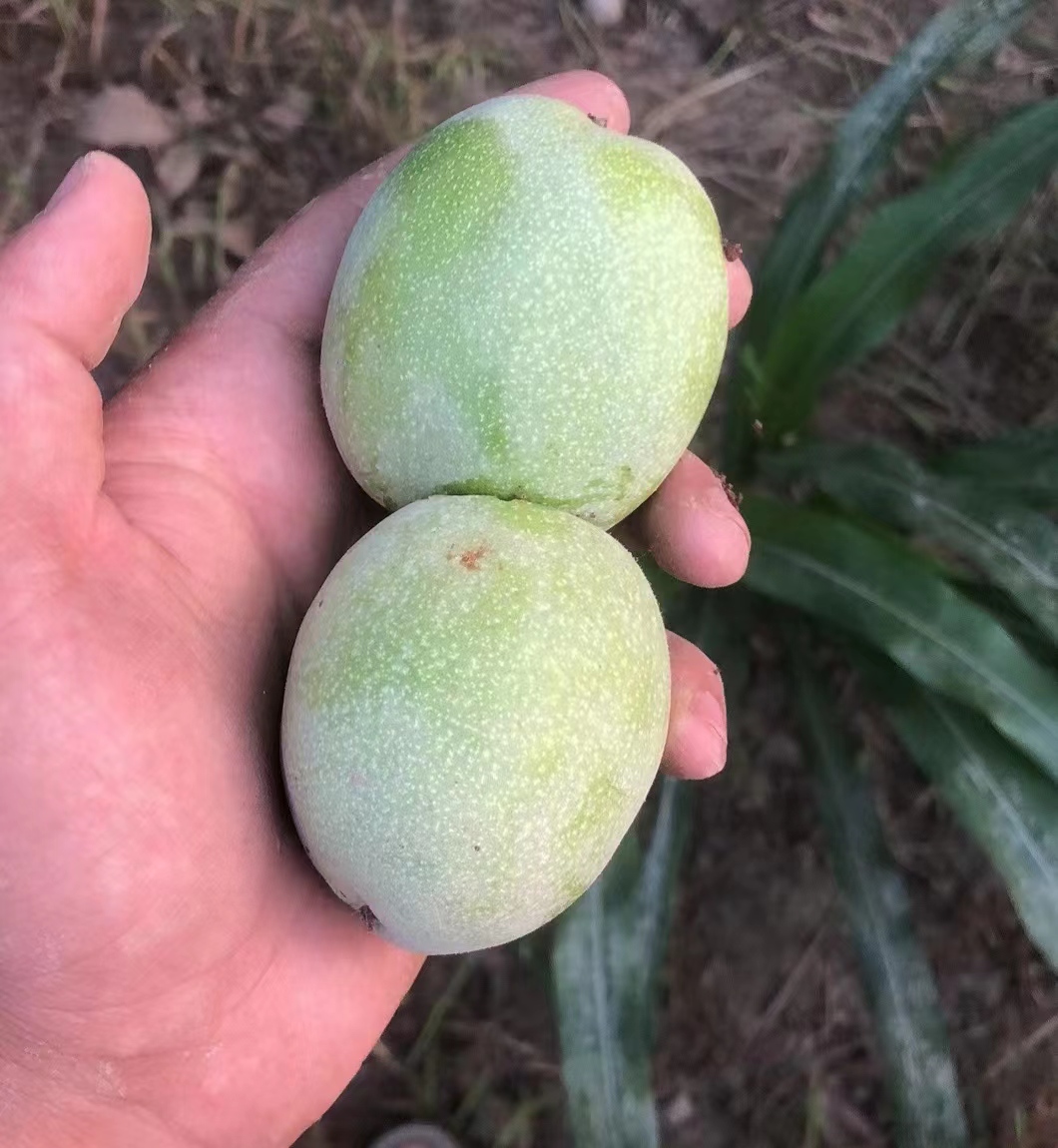 新疆青皮核桃
