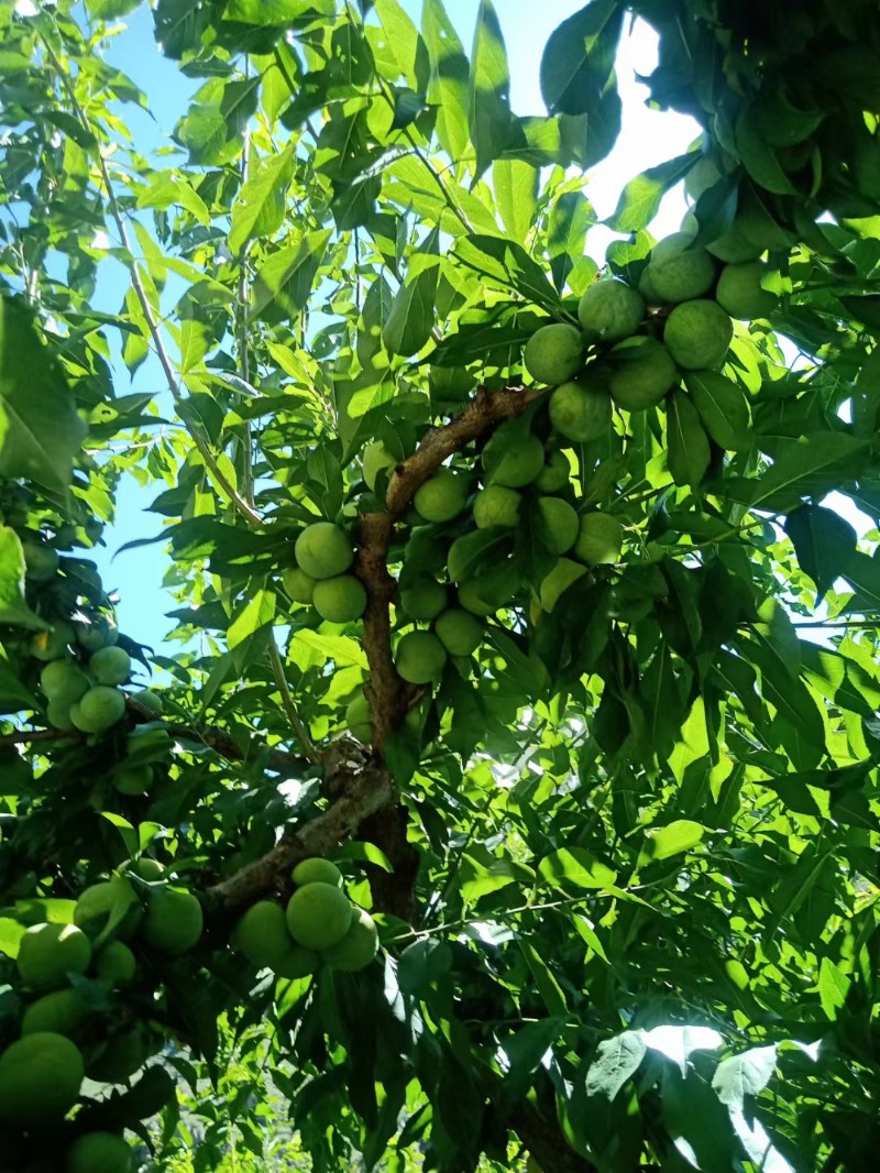 青脆李脱骨李