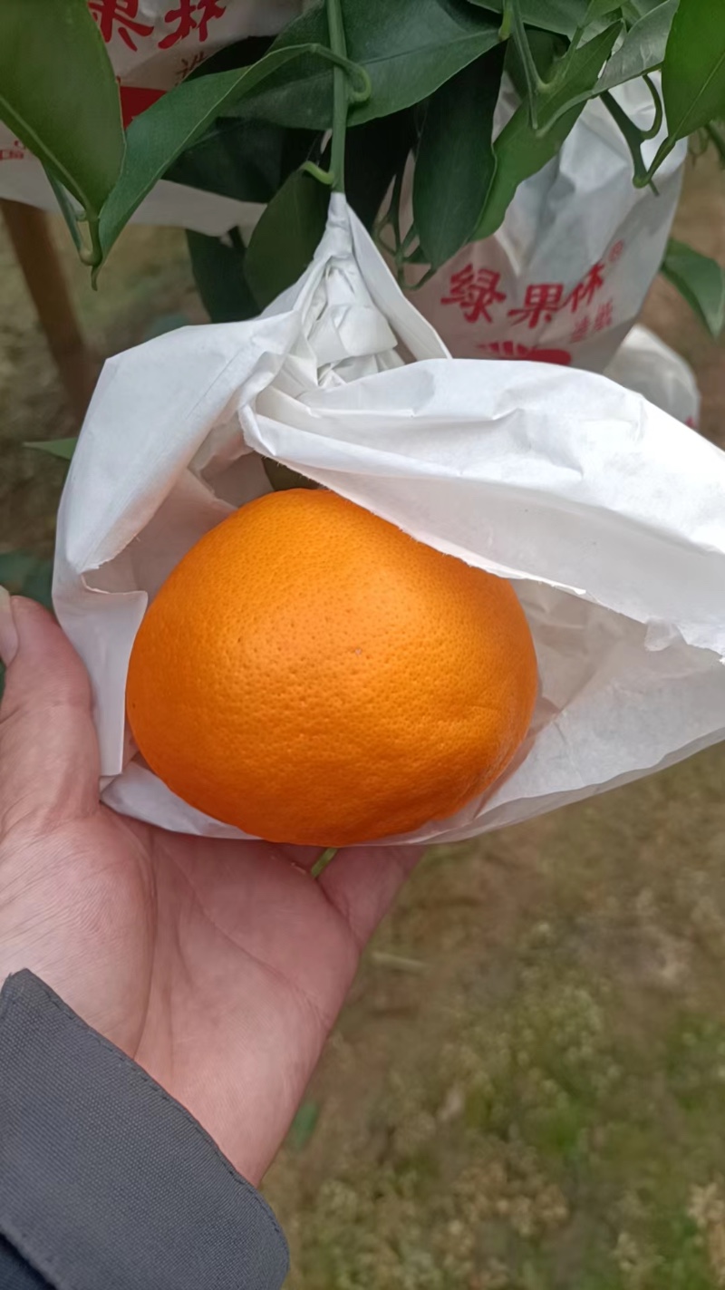 四川眉山春见耙耙柑
