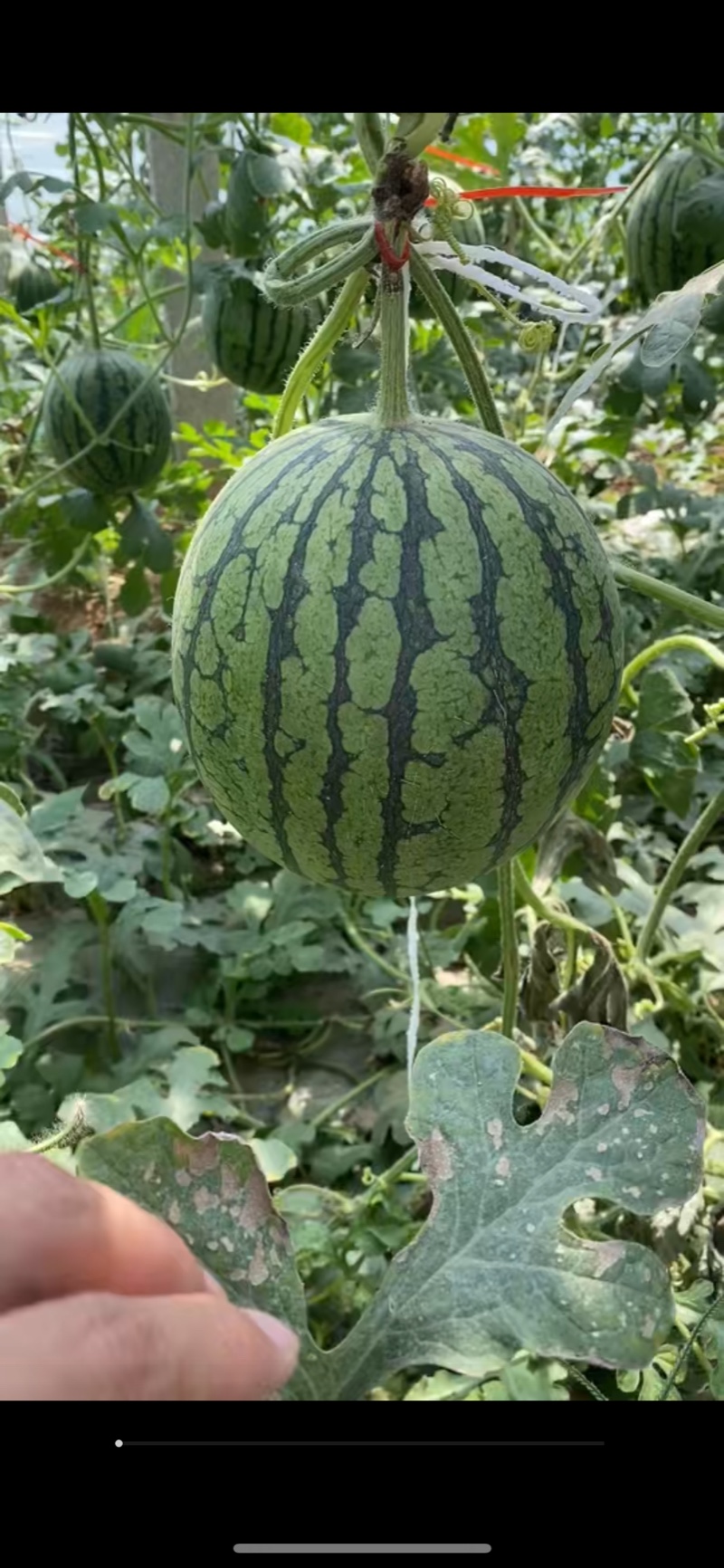 冰糖子