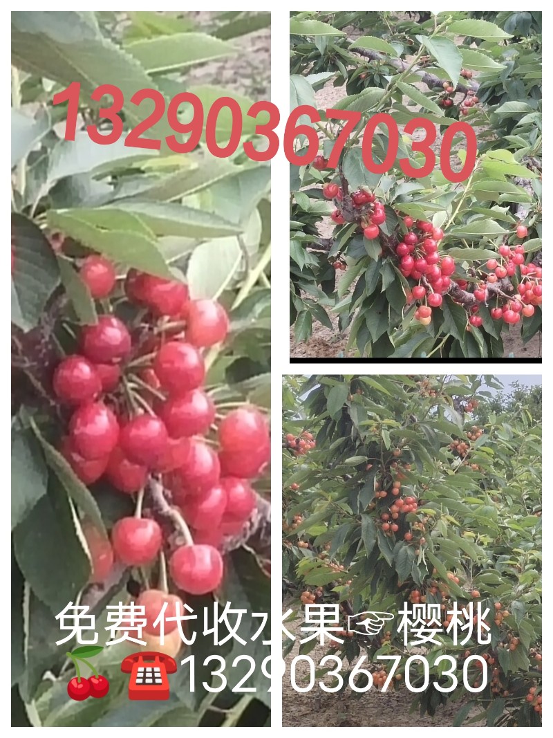 大樱桃