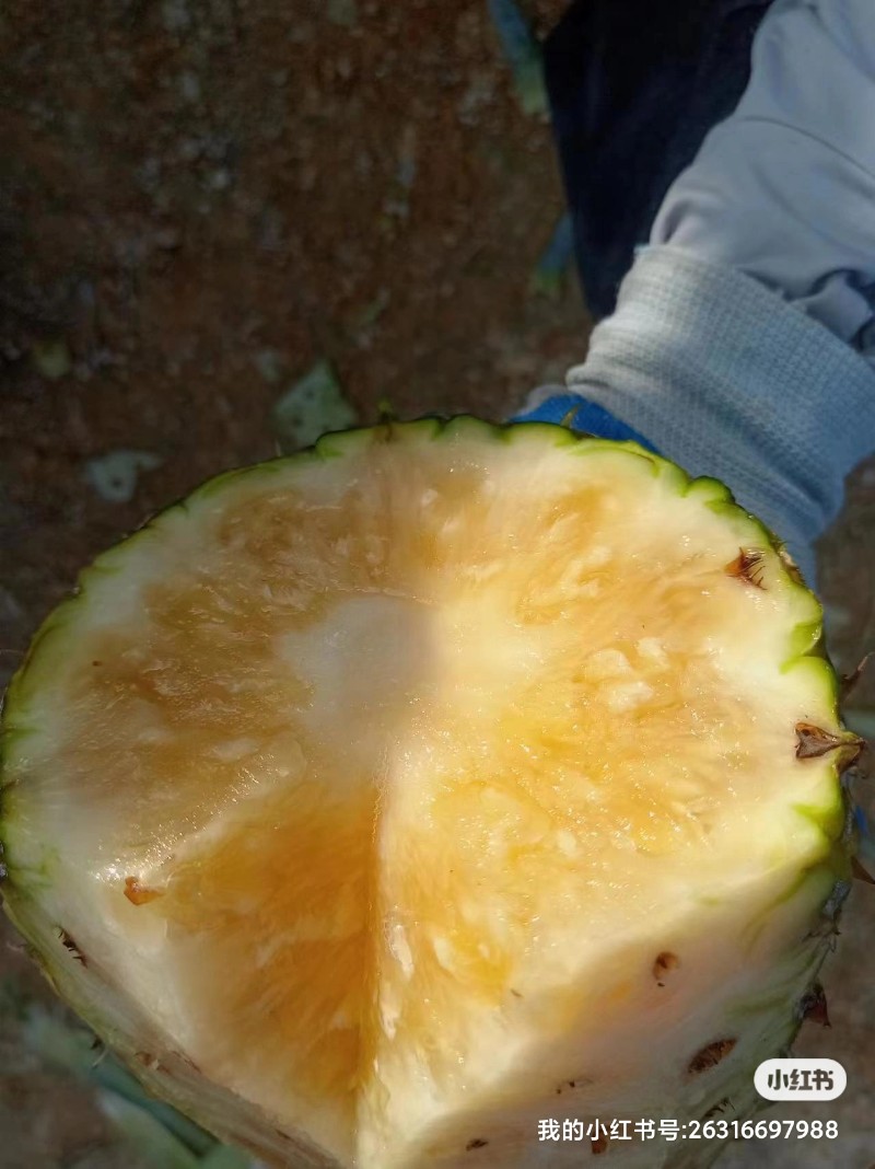 陆丰市菠萝