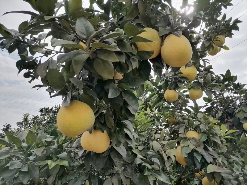 广丰马家柚